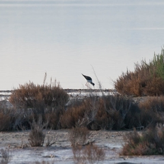 Himantopus himantopus