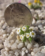 Linanthus maculatus emaculatus