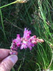 Lachenalia salteri