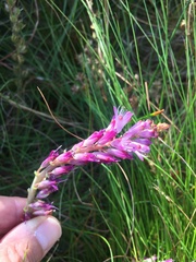 Lachenalia salteri