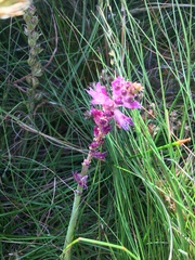 Lachenalia salteri