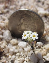 Linanthus maculatus emaculatus