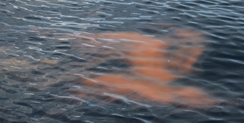 photo of Sea Sparkle (Noctiluca scintillans)
