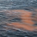 photo of Sea Sparkle (Noctiluca scintillans)
