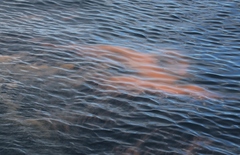 Noctiluca scintillans