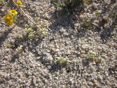 Linanthus maculatus emaculatus