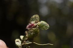 Andinia lueri