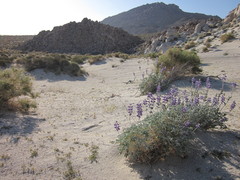 Linanthus maculatus emaculatus