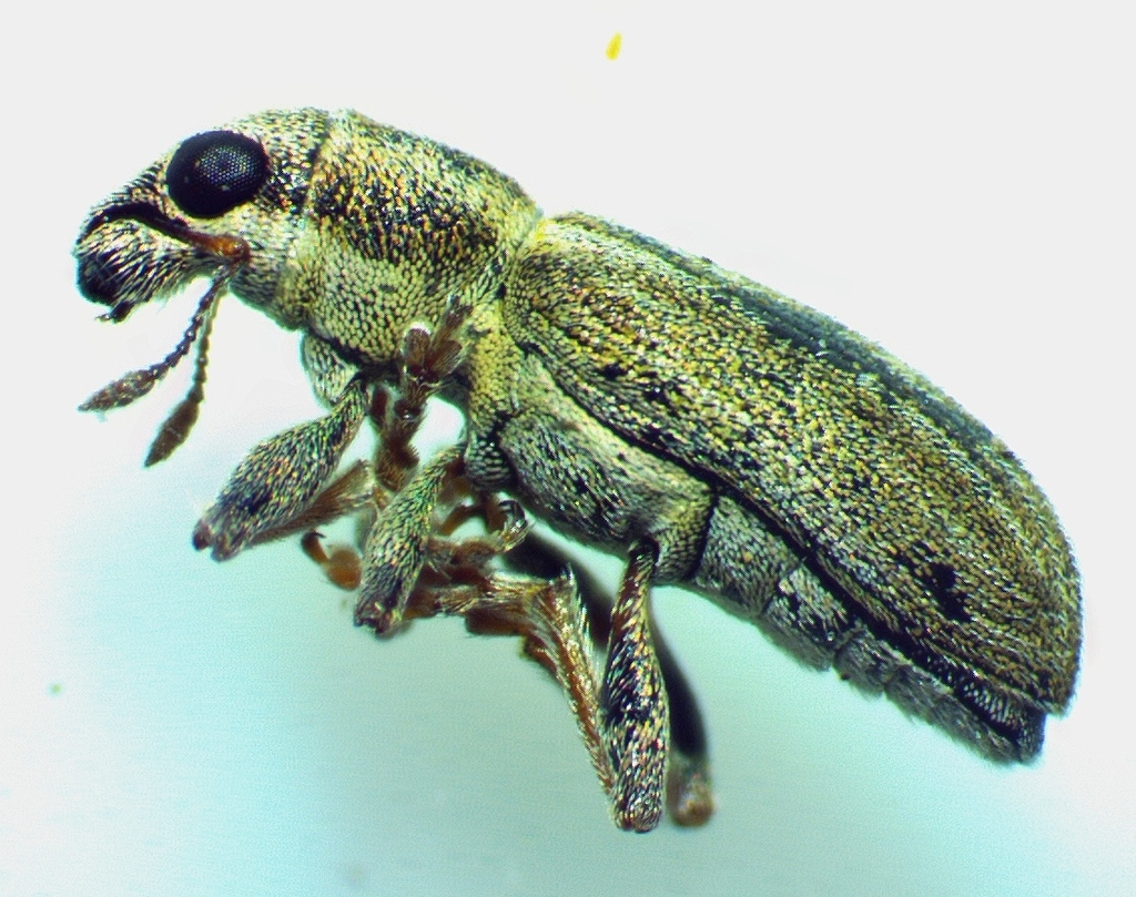 Pea leaf weevil (Sitona lineatus)