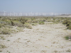 Linanthus maculatus emaculatus