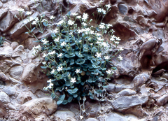 Petrocoptis montserratii