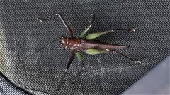 Venatorellus viridipedes