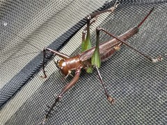 Venatorellus viridipedes