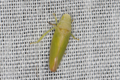 Reuplemmeles hobartensis