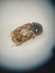 Pardalosus pardalis