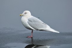 Larus glaucoides glaucoides