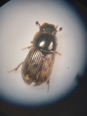 Pardalosus pardalis