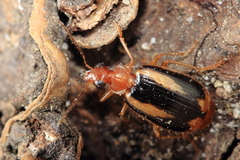 Lebia solea
