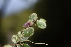 Andinia lueri