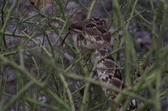 Crotalus molossus