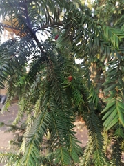Taxus baccata