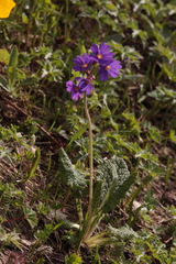 Primula amoena