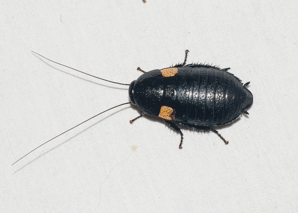 Eurycotis cribrosa