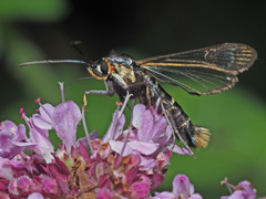 Synanthedon cephiformis