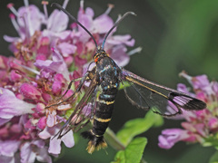 Synanthedon cephiformis