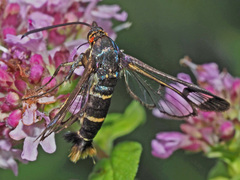 Synanthedon cephiformis