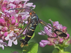 Synanthedon cephiformis