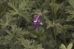 Corydalis conorhiza