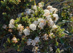 Pimelea traversii traversii