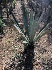 Agave sisalana