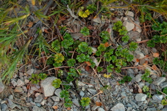 Azorella hydrocotyloides