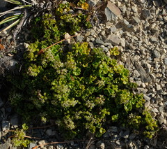Azorella hydrocotyloides