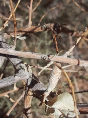 Neolasioptera willistoni