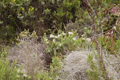 Phylica pubescens