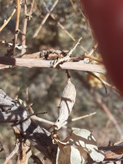 Neolasioptera willistoni