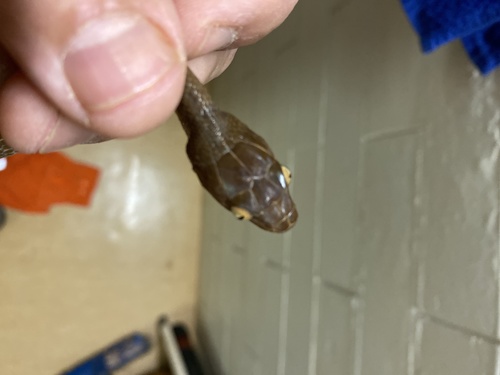 Brown Tree Snake sighting