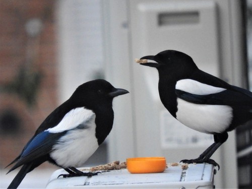 Iberian common magpie (Subspecies Pica pica melanotos) · iNaturalist