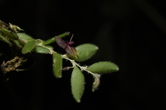 Andinia lueri