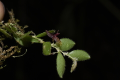 Andinia lueri