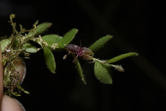 Andinia lueri