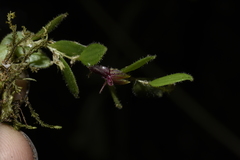 Andinia lueri