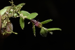 Andinia lueri