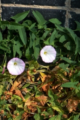 Convolvulus arvensis