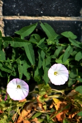 Convolvulus arvensis
