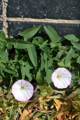Convolvulus arvensis