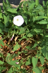 Convolvulus arvensis